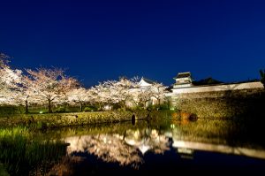 桜の名所舞鶴公園の画像