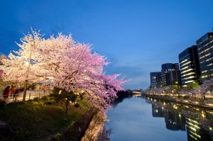 桜の名所舞鶴公園の画像