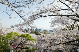 桜の名所西公園の画像