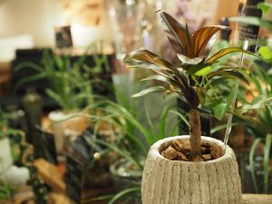 SOLID福岡店植物の画像