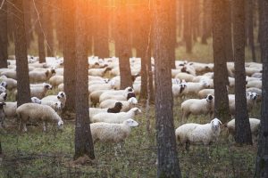 Sheeps on pasture  in forest by selective focus